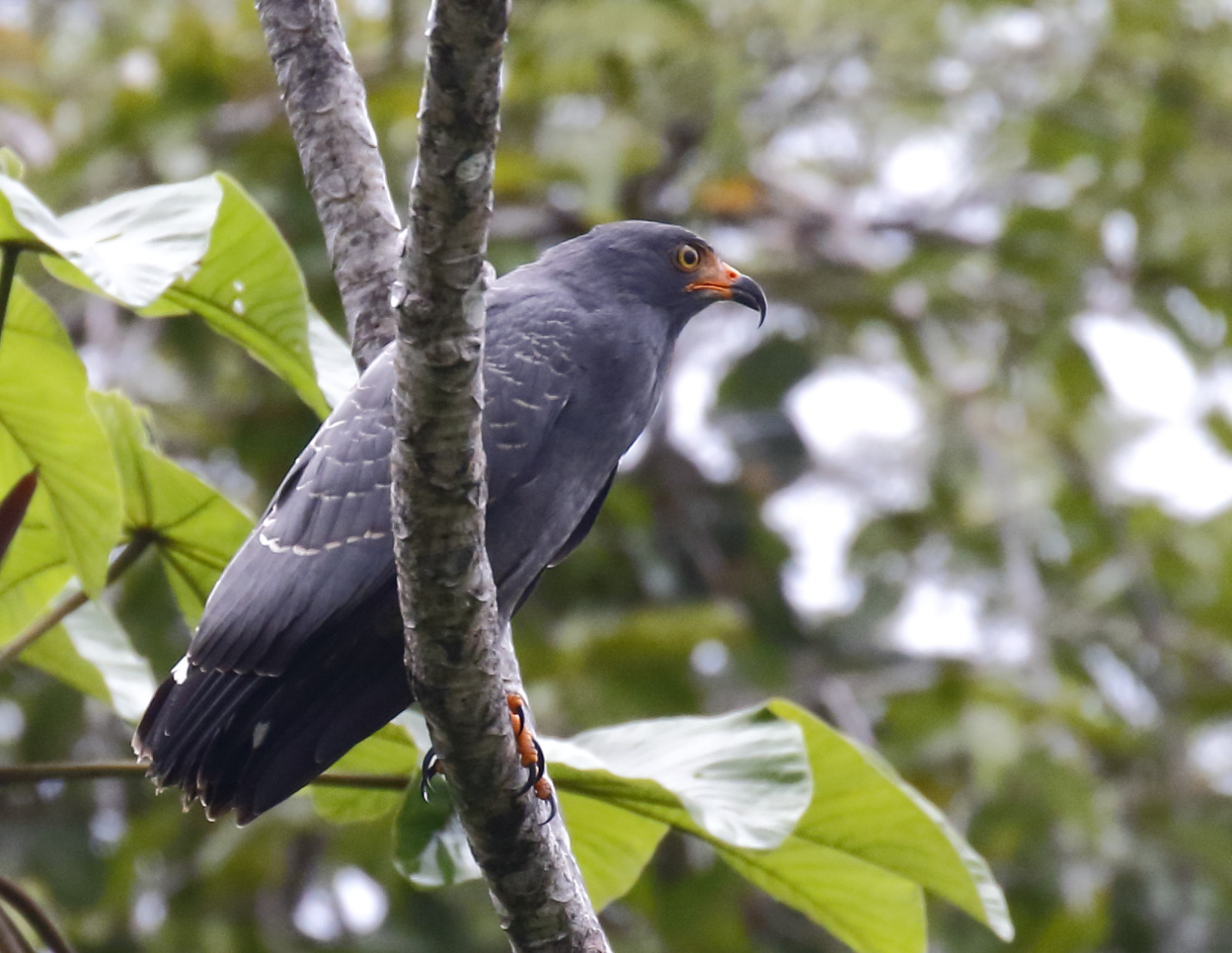 image Slender-billed Kite